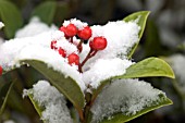 SKIMMIA JAPONICA WITH SNOW