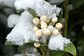 SKIMMIA JAPONICA WAKEHURST WHITE