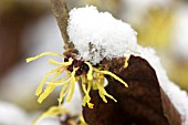 HAMAMELIS MOLLIS