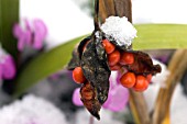 IRIS FOETIDISSIMA