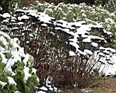 SEDUM SEEDHEADS WITH SNOW COVERING