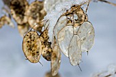 LUNARIA ANNUA   HONESTY