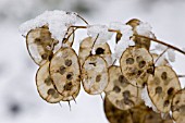 LUNARIA ANNUA   HONESTY