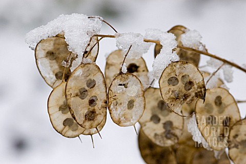 LUNARIA_ANNUA___HONESTY