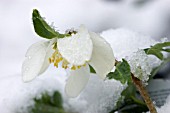 HELEBORUS NIGER   CHRISTMAS ROSE