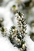 ERICA X DARLEYENSIS WHITE PERFECTION