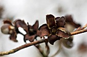 STEWARTIA PSEUDOCAMILLIA,  SEEDHEAD