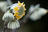 EDGEWORTHIA CHRYSANTHA