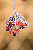 VIBURNUM OPULUS