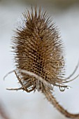 TEASEL    DIPSACUS FULLONUM