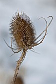 TEASEL   DIPSACUS FULLONUM