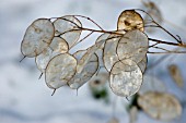 HONESTY   LUNARIA ANNUA