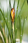 CROCUS GOLDILOCKS