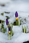 CROCUS SIEBERI SUBLIMIS TRICOLOR