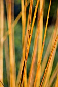 CORNUS ALBA