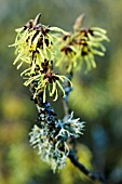 HAMAMELIS MOLLIS WITH LICHEN