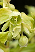 HELLEBORUS FOETIDUS CHEDGLOW