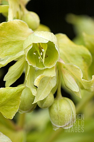 HELLEBORUS_FOETIDUS_CHEDGLOW