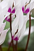 CYCLAMEN