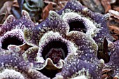 ASARUM SPLENDENS