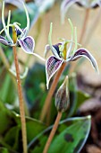 SCOLIOPUS BIGELOWII