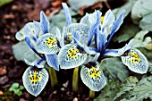 IRIS RETICULATA KATHARINE HODGKIN