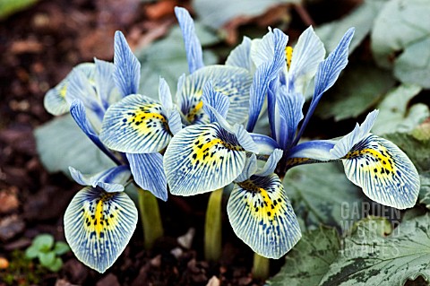 IRIS_RETICULATA_KATHARINE_HODGKIN