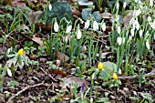 WOODLAND SPRING BULBS