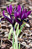 IRIS RETICULATA GEORGE