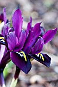 IRIS RETICULATA GEORGE