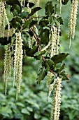 GARRYA ELLIPTICA JAMES ROOF