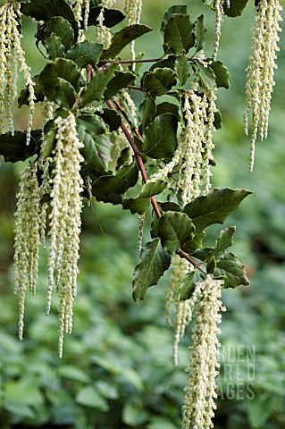 GARRYA_ELLIPTICA_JAMES_ROOF