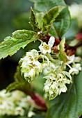 RIBES LAURIFOLIUM