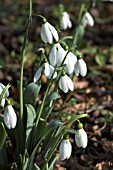 GALANTHUS ELWESII VAR. MONOSTICTUS