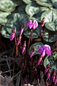 CYCLAMEN COUM