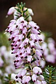 ERICA CARNEA DECEMBER RED