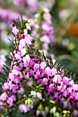 ERICA X DARLEYENSIS KRAMERS ROTE