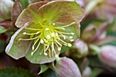 HELLEBORUS LIVIDUS