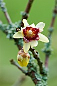 CHIMONANTHUS PRAECOX