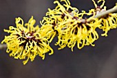 HAMAMELIS X INTERMEDIA RIPE CORN