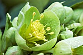 HELLEBORUS ARGUTIFOLIUS SILVER LACE