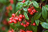 COTONEASTER SALICIFOLIUS AUTUMN FIRE