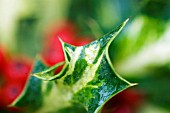 ILEX AQUIFOLIUM SILVER MILKMAID