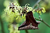 HAMAMELIS X INTERMEDIA SUNBURST