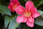 CAMELLIA SASANQUA