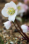 HELLEBORUS NIGER