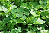 GREEN MANURE,  VICIA SATIVA,  WINTER TARES