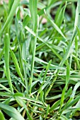 GREEN MANURE   ITALIAN RYE GRASS