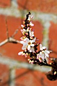 ABELIOPHYLLUM DISTICHUM,  WHITE FORSYTHIA