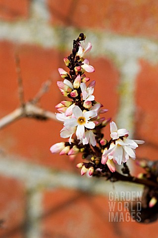 ABELIOPHYLLUM_DISTICHUM__WHITE_FORSYTHIA